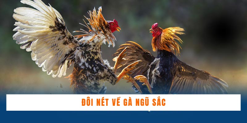 Đôi nét về gà ngũ sắc