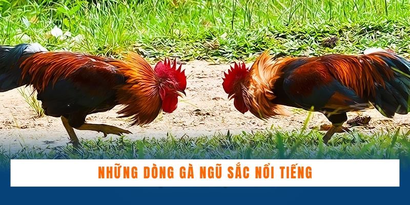 Những dòng gà ngũ sắc nổi tiếng